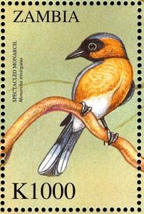 Spectacled Monarch (Symposiachrus trivirgatus)